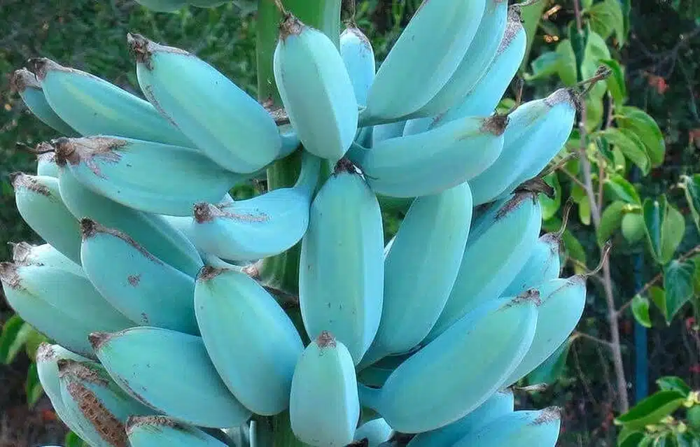 Bananes bleues  un fruit exotique à découvrir en cuisine